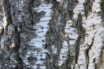 Tree Bark Half Blurred Half In Focus